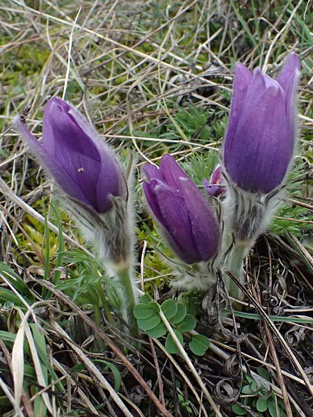 Pulsatilla grandis \ Groe Kuhschelle / Greater Pasque-Flower, A Perchtoldsdorf 7.3.2024