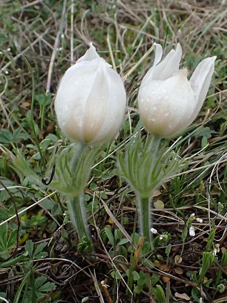 Pulsatilla grandis \ Groe Kuhschelle / Greater Pasque-Flower, A Perchtoldsdorf 7.3.2024