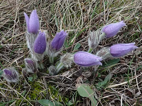 Pulsatilla grandis \ Groe Kuhschelle / Greater Pasque-Flower, A Perchtoldsdorf 7.3.2024