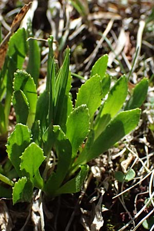 Primula glutinosa \ Klebrige Primel / Sticky Primrose, A Bad Gastein 29.6.2025
