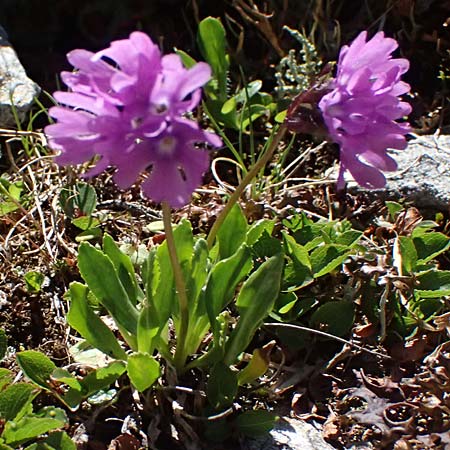 Primula glutinosa \ Klebrige Primel / Sticky Primrose, A Bad Gastein 29.6.2025