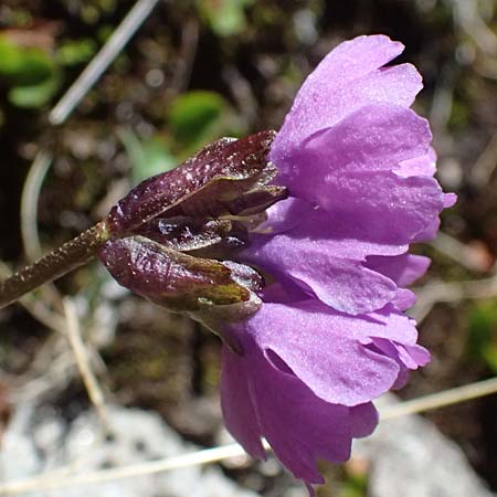 Primula glutinosa \ Klebrige Primel / Sticky Primrose, A Bad Gastein 29.6.2025