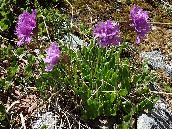 Primula glutinosa \ Klebrige Primel / Sticky Primrose, A Bad Gastein 29.6.2025