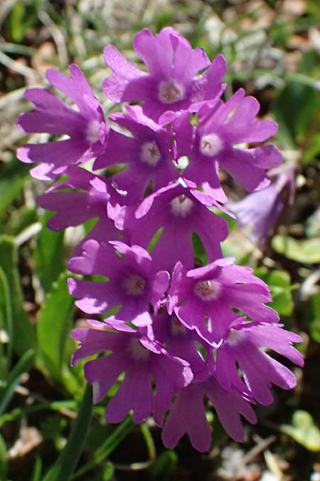 Primula glutinosa \ Klebrige Primel / Sticky Primrose, A Bad Gastein 29.6.2025