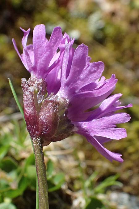 Primula glutinosa \ Klebrige Primel / Sticky Primrose, A Bad Gastein 29.6.2025