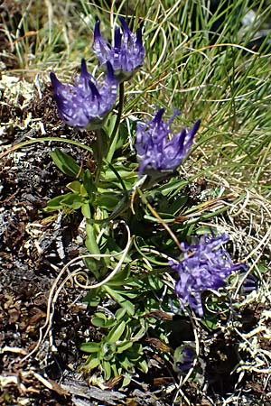 Phyteuma globulariifolium subsp. globulariifolium \ Armbl&uuml;tige Rapunzel / Globularia-Leaved Rampion, A Bad Gastein 29.6.2025