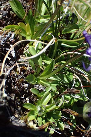 Phyteuma globulariifolium subsp. globulariifolium \ Armbl&uuml;tige Rapunzel / Globularia-Leaved Rampion, A Bad Gastein 29.6.2025