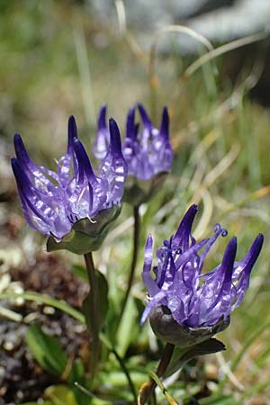 Phyteuma globulariifolium subsp. globulariifolium \ Armbl&uuml;tige Rapunzel / Globularia-Leaved Rampion, A Bad Gastein 29.6.2025