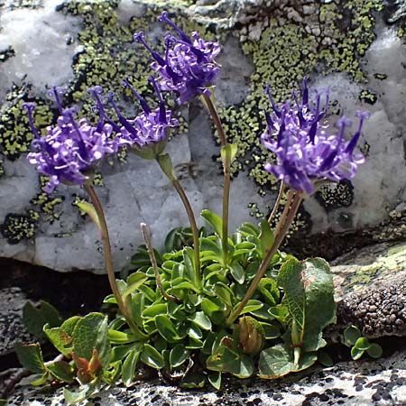 Phyteuma globulariifolium subsp. globulariifolium \ Armbl&uuml;tige Rapunzel / Globularia-Leaved Rampion, A Kolm Saigurn 2.7.2025
