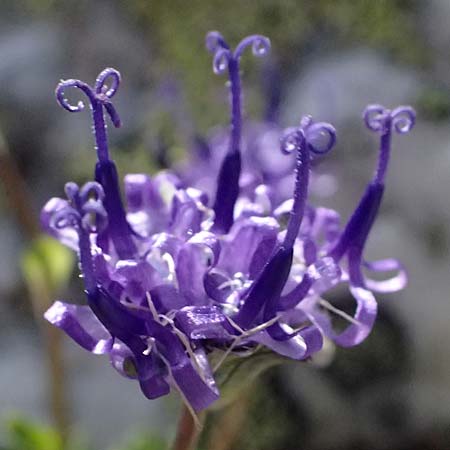 Phyteuma globulariifolium subsp. globulariifolium \ Armbl&uuml;tige Rapunzel / Globularia-Leaved Rampion, A Kolm Saigurn 2.7.2025