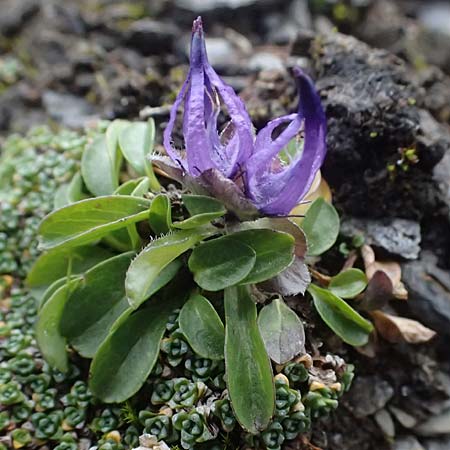 Phyteuma globulariifolium subsp. globulariifolium \ Armbl&uuml;tige Rapunzel / Globularia-Leaved Rampion, A Gro&szlig;glockner 11.8.2025