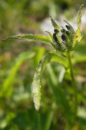 Phyteuma orbiculare \ Kugel-Rapunzel / Round-Headed Rampion, A Kärnten/Carinthia, Petzen 2.7.2010
