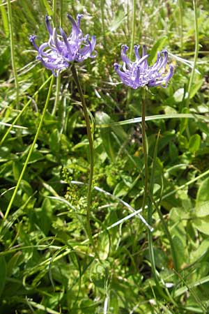 Phyteuma hemisphaericum \ Halbkugelige Teufelskralle / Horned Rampion, A Malta - Tal / Valley 19.7.2010