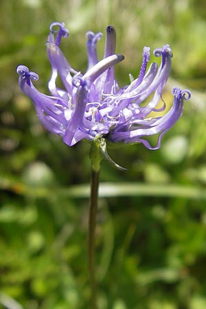 Phyteuma hemisphaericum \ Halbkugelige Teufelskralle / Horned Rampion, A Malta - Tal / Valley 19.7.2010