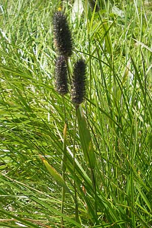 Phleum rhaeticum \ Rtisches Alpen-Lieschgras / Rhaetian Cat's-Tail, A Malta - Tal / Valley 19.7.2010