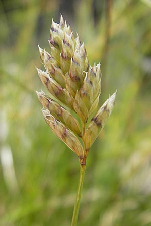 Oreochloa disticha \ Zweizeiliges Kopfgras / Oreochloa, A Malta - Tal / Valley 19.7.2010