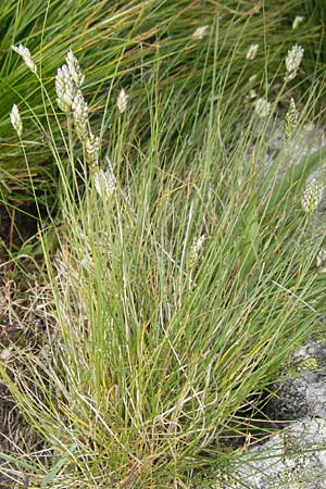 Oreochloa disticha \ Zweizeiliges Kopfgras / Oreochloa, A Malta - Tal / Valley 19.7.2010