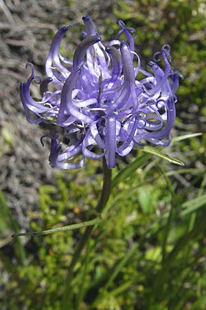 Phyteuma hemisphaericum \ Halbkugelige Teufelskralle / Horned Rampion, A Malta - Tal / Valley 19.7.2010