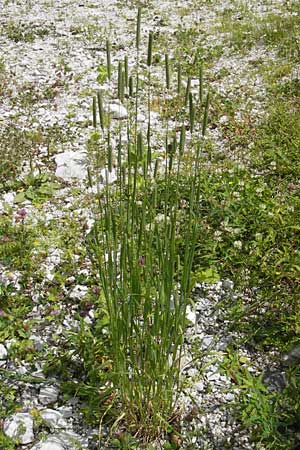 Phleum pratense \ Wiesen-Lieschgras / Timothy Grass, A Dachstein 20.7.2010