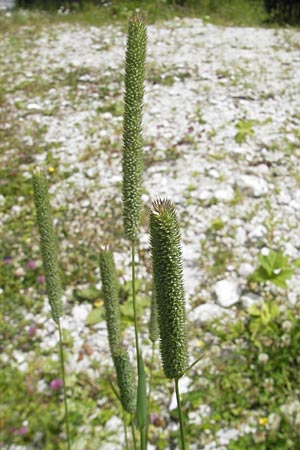 Phleum pratense \ Wiesen-Lieschgras / Timothy Grass, A Dachstein 20.7.2010