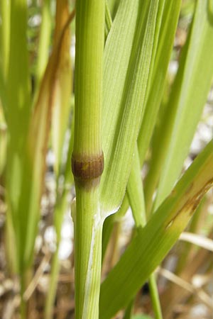 Phleum pratense \ Wiesen-Lieschgras / Timothy Grass, A Dachstein 20.7.2010
