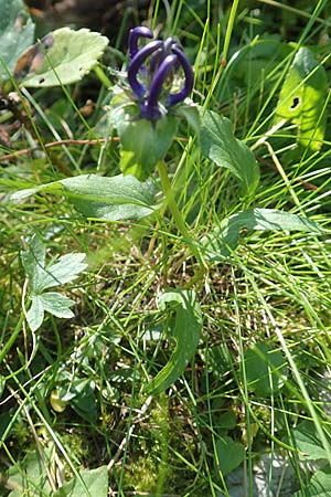 Phyteuma orbiculare \ Kugel-Rapunzel / Round-Headed Rampion, A Kärnten/Carinthia, Petzen 8.8.2016