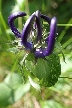 Phyteuma orbiculare \ Kugel-Rapunzel / Round-Headed Rampion, A Kärnten/Carinthia, Petzen 8.8.2016