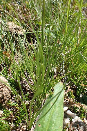 Phyteuma hemisphaericum \ Halbkugelige Teufelskralle / Horned Rampion, A Nockalmstraße Windebensee 10.7.2019