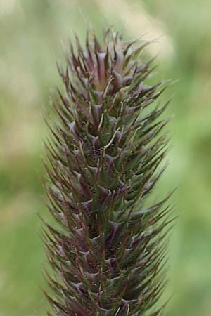 Phleum rhaeticum \ Rtisches Alpen-Lieschgras / Rhaetian Cat's-Tail, A Osttirol, Porze 13.7.2019