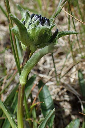 Phyteuma globulariifolium subsp. globulariifolium \ Armbl&uuml;tige Rapunzel / Globularia-Leaved Rampion, A W&ouml;lzer Tauern, Kleiner Zinken 26.6.2021