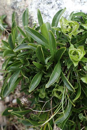 Phyteuma globulariifolium subsp. globulariifolium \ Armbl&uuml;tige Rapunzel / Globularia-Leaved Rampion, A W&ouml;lzer Tauern, Hoher Zinken 26.6.2021