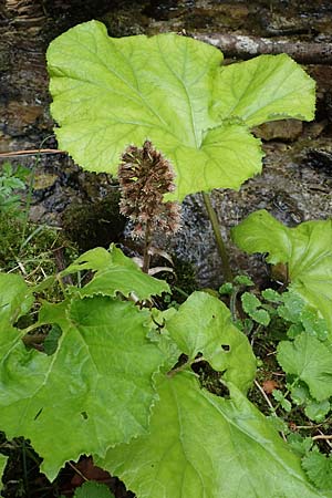 Petasites hybridus \ Gewhnliche Pestwurz / Butterbur, A Türnitz 6.5.2022
