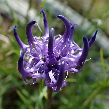 Phyteuma hemisphaericum \ Halbkugelige Teufelskralle / Horned Rampion, A Kolm Saigurn 2.7.2025