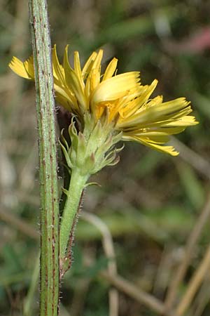 Picris hieracioides \ Gemeines Bitterkraut / Hawkweed Ox-Tongue, A Staatz 12.8.2025