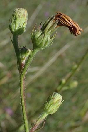 Picris hieracioides \ Gemeines Bitterkraut / Hawkweed Ox-Tongue, A Staatz 12.8.2025