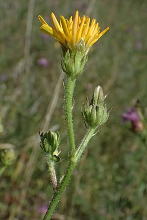 Picris hieracioides \ Gemeines Bitterkraut / Hawkweed Ox-Tongue, A Staatz 12.8.2025