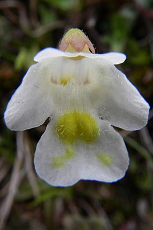 Pinguicula alpina \ Alpen-Fettkraut / Alpine Butterwort, A Malta - Tal / Valley 7.6.2008