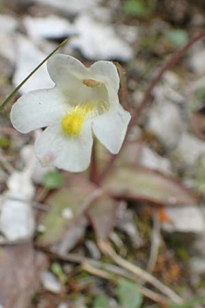 Pinguicula alpina \ Alpen-Fettkraut / Alpine Butterwort, A Kärnten/Carinthia, Trögerner Klamm 18.5.2016