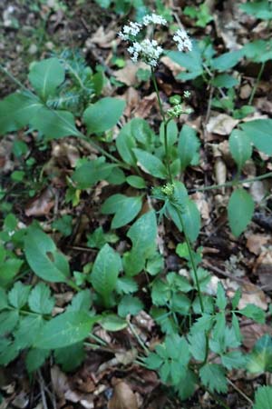 Pimpinella major \ Groe Bibernelle / Greater Burnet Saxifrage, A Steiermark, Pernegg-Mixnitz 4.7.2019