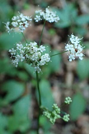 Pimpinella major \ Groe Bibernelle / Greater Burnet Saxifrage, A Steiermark, Pernegg-Mixnitz 4.7.2019