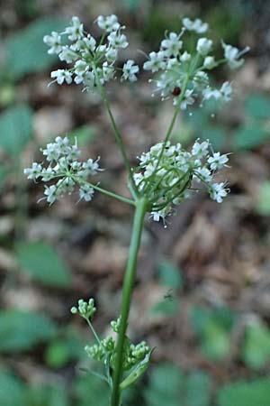 Pimpinella major \ Groe Bibernelle / Greater Burnet Saxifrage, A Steiermark, Pernegg-Mixnitz 4.7.2019