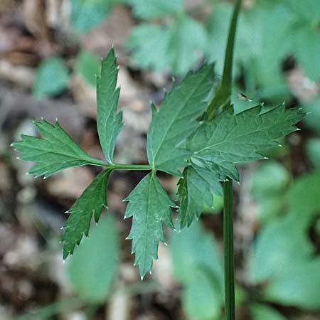 Pimpinella major \ Groe Bibernelle / Greater Burnet Saxifrage, A Steiermark, Pernegg-Mixnitz 4.7.2019