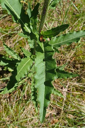 Picris hieracioides \ Gemeines Bitterkraut / Hawkweed Ox-Tongue, A Weikersdorf am Steinfeld 2.7.2020