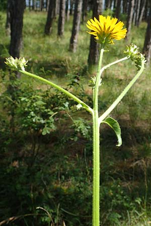Picris hieracioides \ Gemeines Bitterkraut / Hawkweed Ox-Tongue, A Weikersdorf am Steinfeld 2.7.2020
