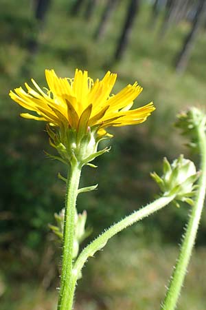 Picris hieracioides \ Gemeines Bitterkraut / Hawkweed Ox-Tongue, A Weikersdorf am Steinfeld 2.7.2020