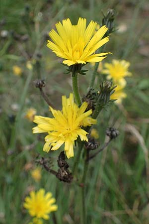 Picris hieracioides \ Gemeines Bitterkraut / Hawkweed Ox-Tongue, A Hainburg 25.9.2022