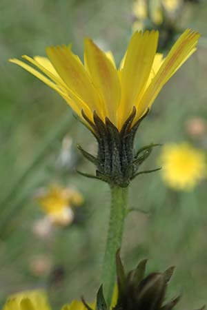 Picris hieracioides \ Gemeines Bitterkraut / Hawkweed Ox-Tongue, A Hainburg 25.9.2022