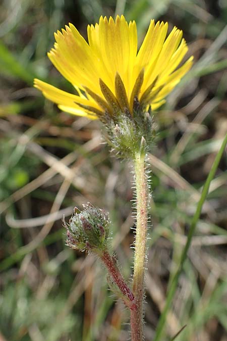 Picris hieracioides \ Gemeines Bitterkraut / Hawkweed Ox-Tongue, A Seewinkel, Apetlon 26.9.2022