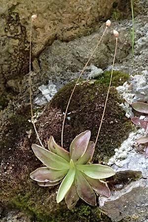 Pinguicula alpina \ Alpen-Fettkraut / Alpine Butterwort, A St. Gallen im Gesäuse 4.7.2024
