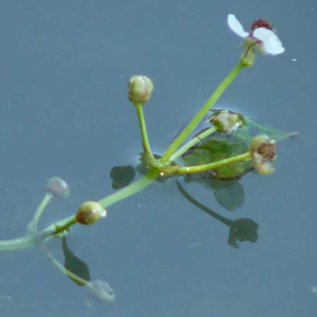 Sagittaria sagittifolia \ Gewhnliches Pfeilkraut / Arrowhead, A Wien 13.8.2025